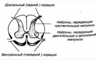 Что может неметь при остеохондрозе с корешковым синдромом