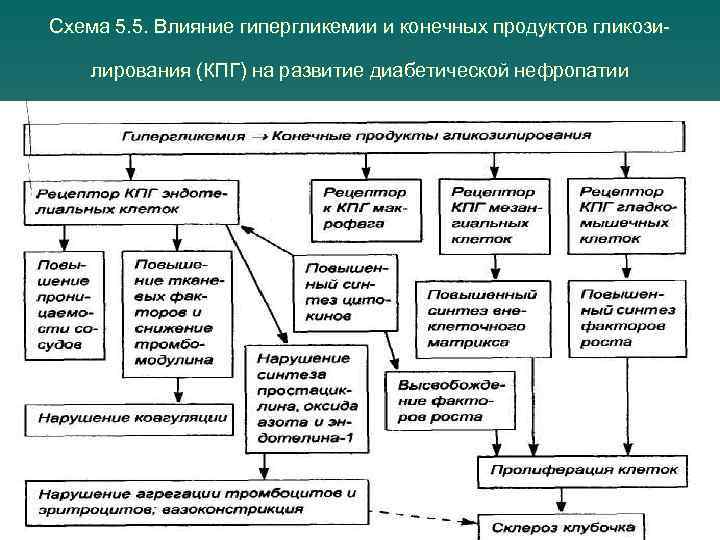 >Схема 5. 5. Влияние гипергликемии и конечных продуктов гликози  лирования (КПГ) на развитие
