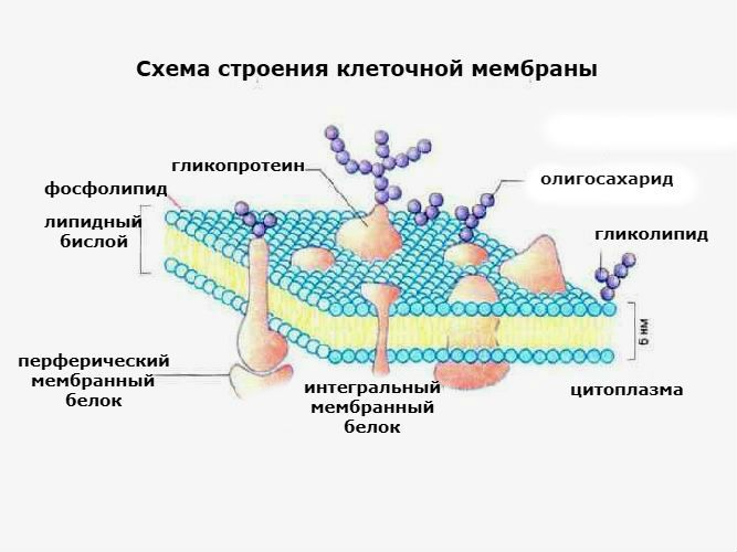 Анализ крови по антифосфолипидному синдрому