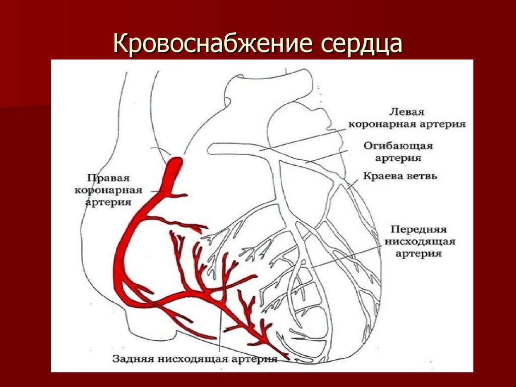 Синдром слабости синусового узла лечение народными средствами