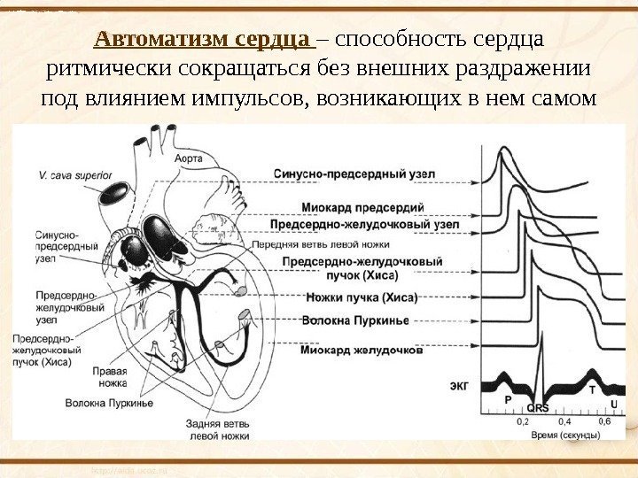 Синдром слабости синусового узла лечение народными средствами